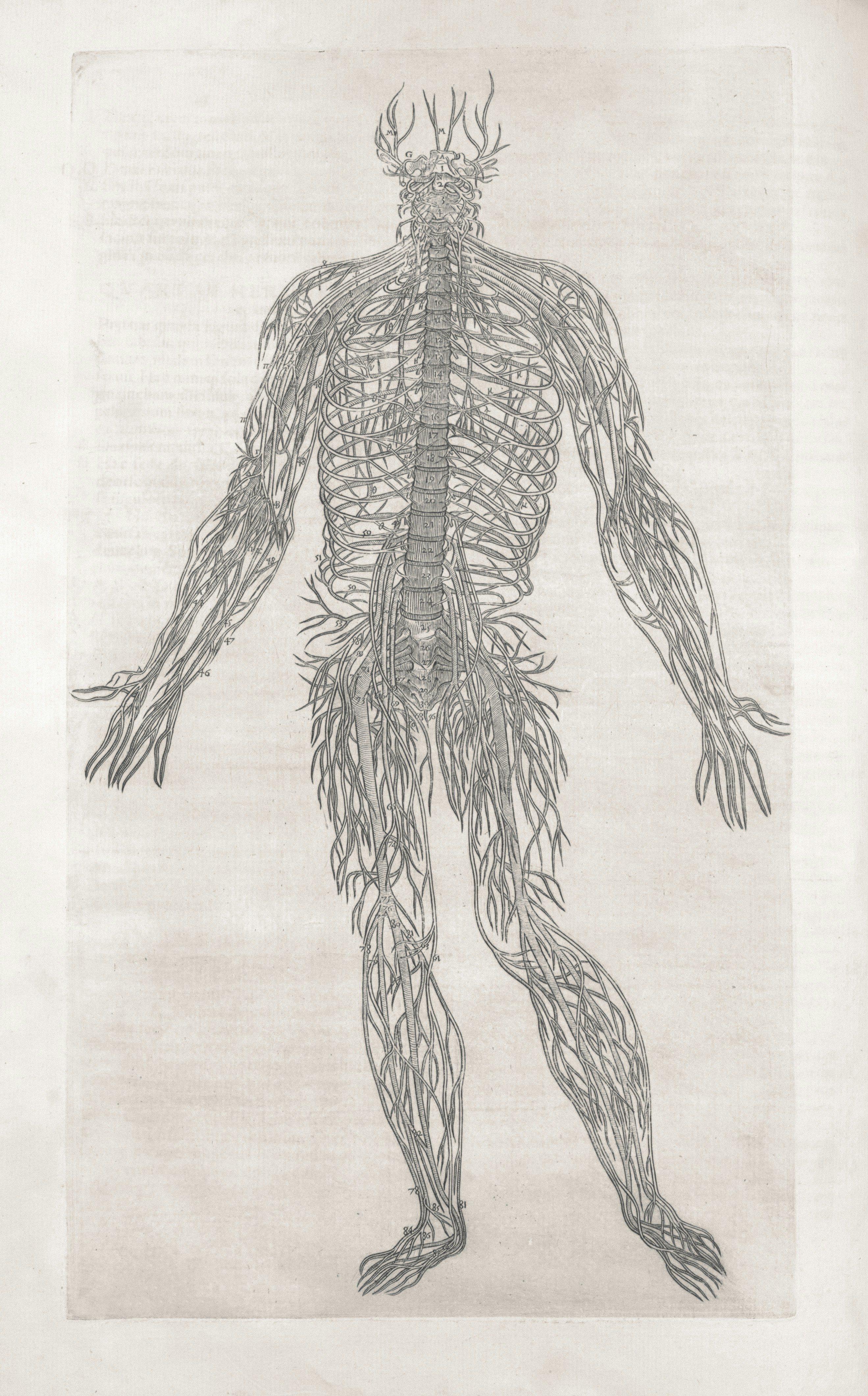 Nervesystem